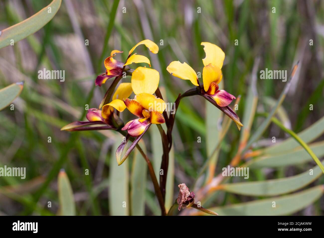 Die schönen gelb/orangen Blüten der Donkey Orchid Diuris tinkeri östlich der Jurien Bay in Westaustralien, Frontalansicht Stockfoto