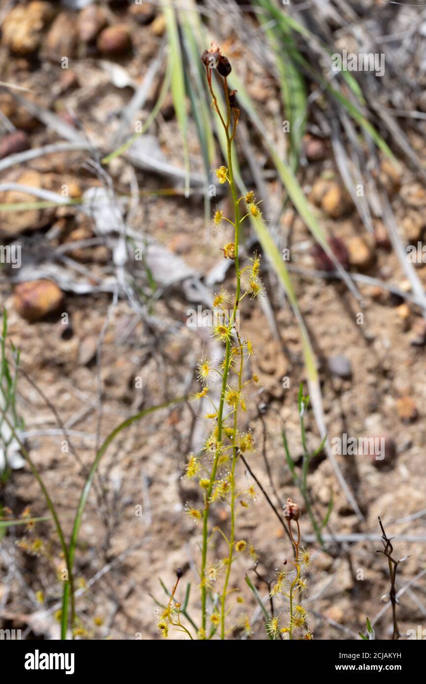 Drosera prophylla östlich von Jurien Bay, Westaustralien Stockfoto