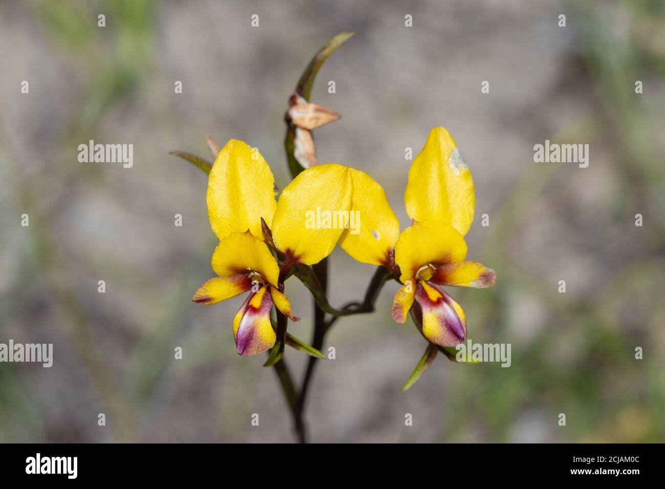 Die schönen gelb/orangen Blüten der Donkey Orchid Diuris tinkeri östlich der Jurien Bay in Westaustralien, Frontalansicht Stockfoto