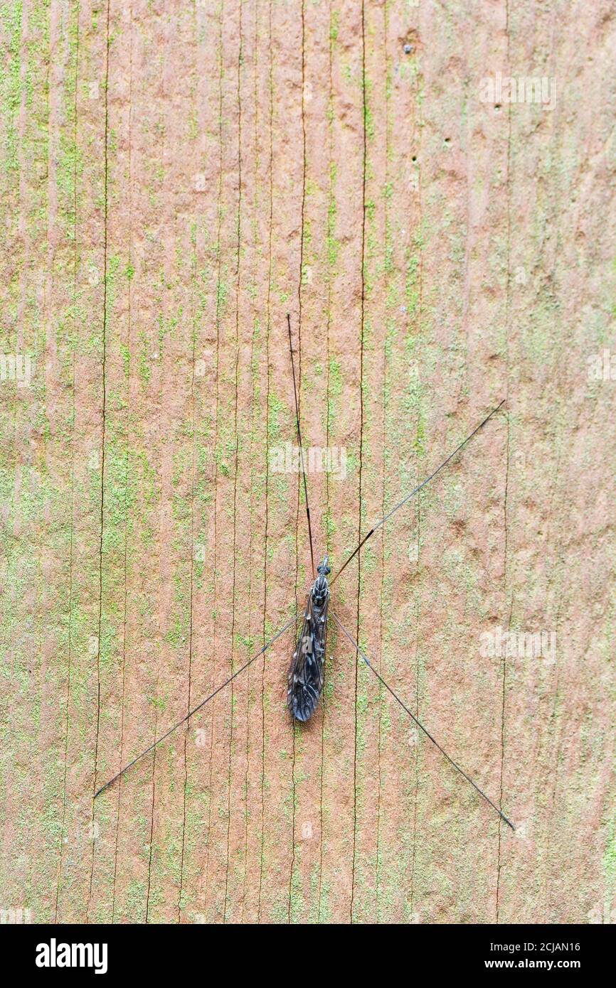 A cranefly, Tipulidae, at Rest with copy space, UK Stockfoto