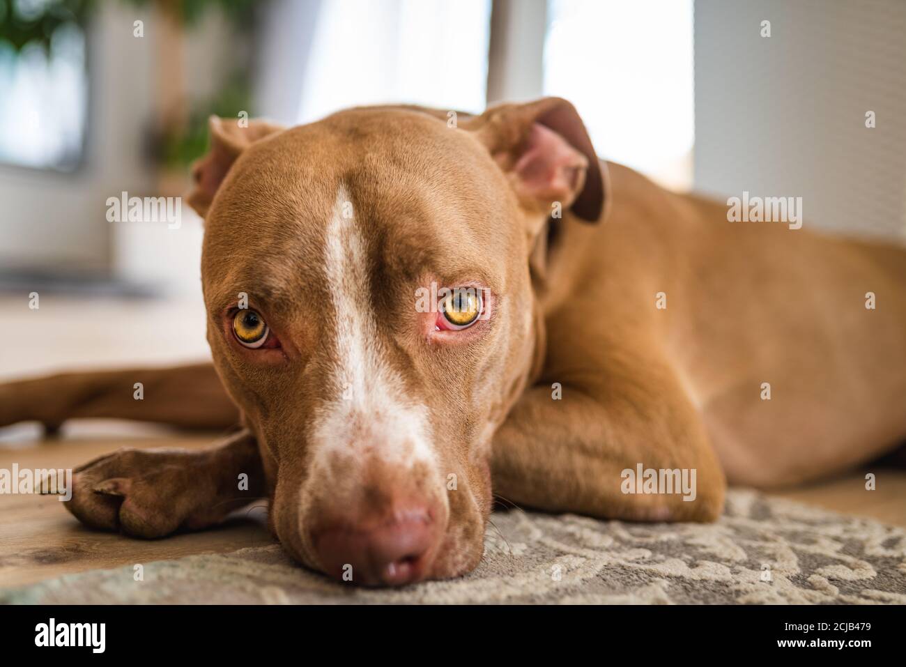 Hund liegt auf Holzboden drinnen, braun amstaff Terrier ruht. Pitbull mit großen traurigen Augen. Stockfoto