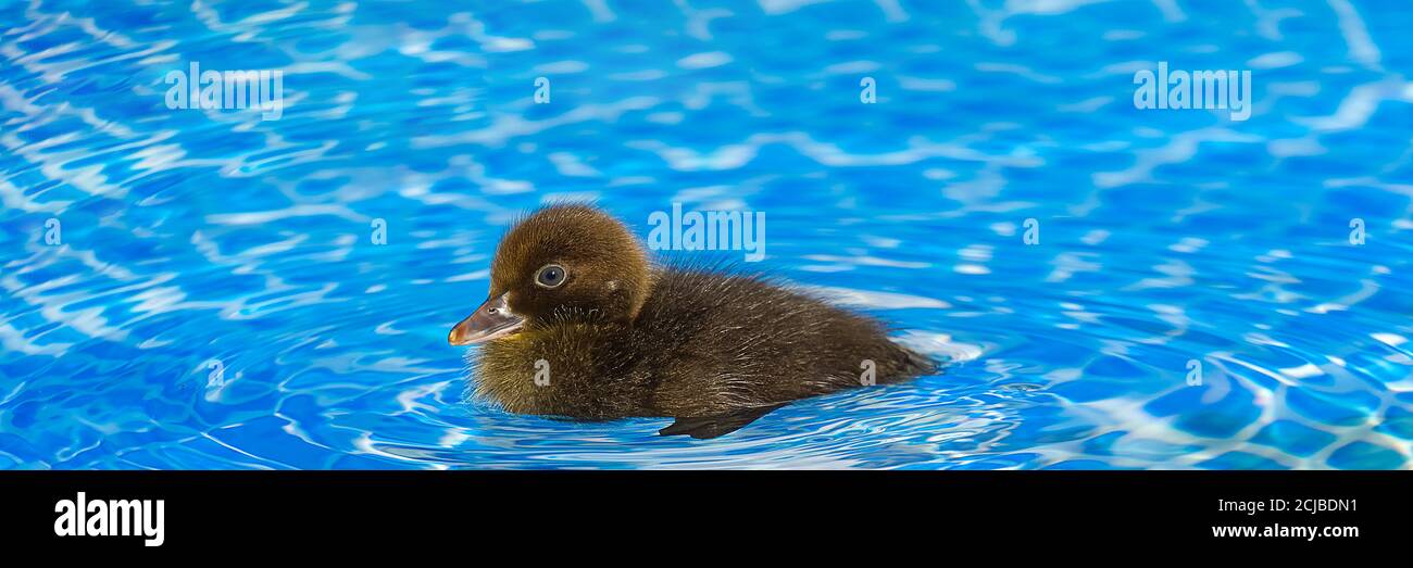 Braun kleine niedliche Ente im Schwimmbad. Schwarze Entlein Schwimmen in kristallklarem blauem Wasser sonnigen Sommertag. Stockfoto