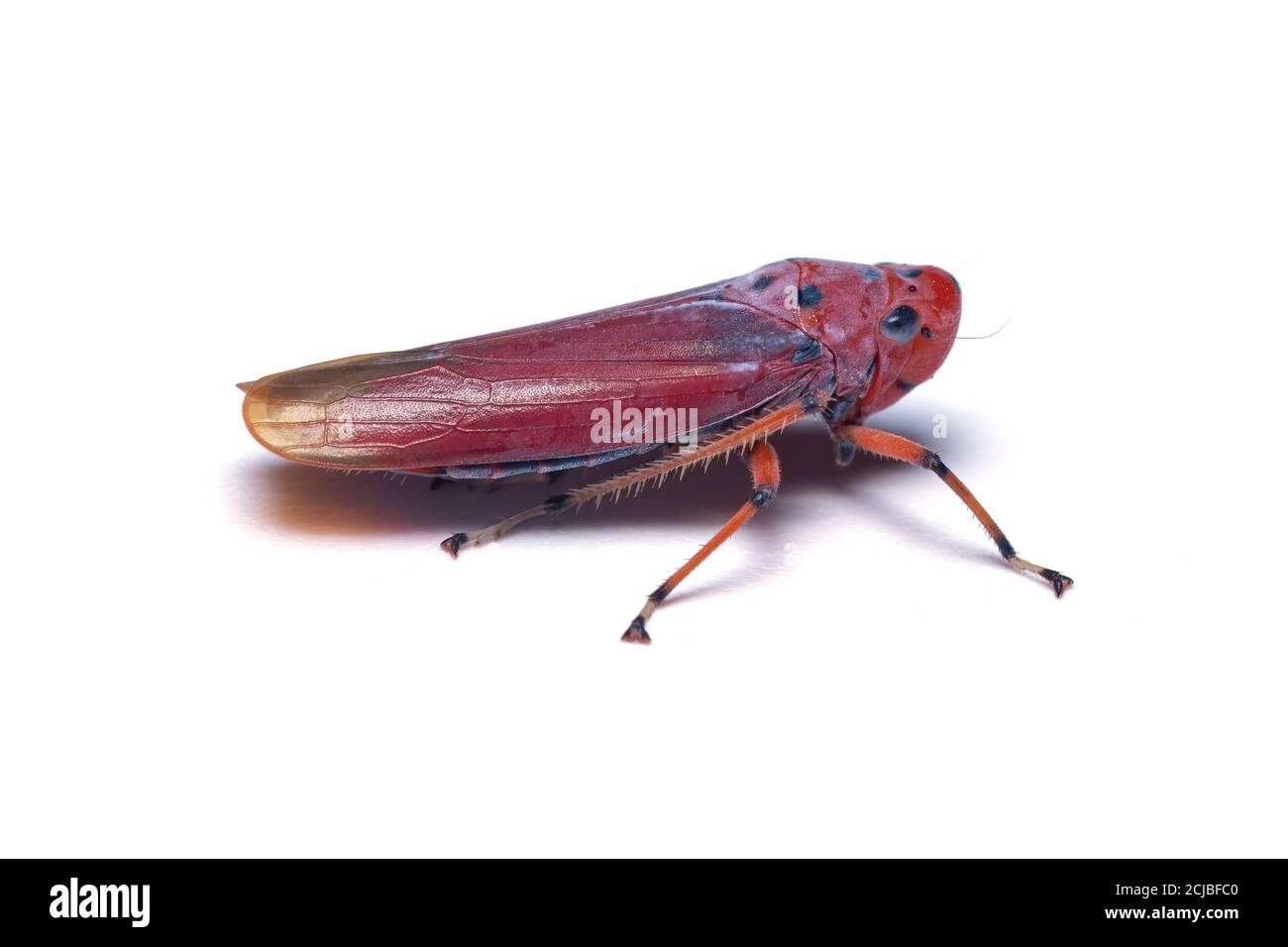 Cicadellini leafhopper isoliert auf weißem Hintergrund Stockfoto