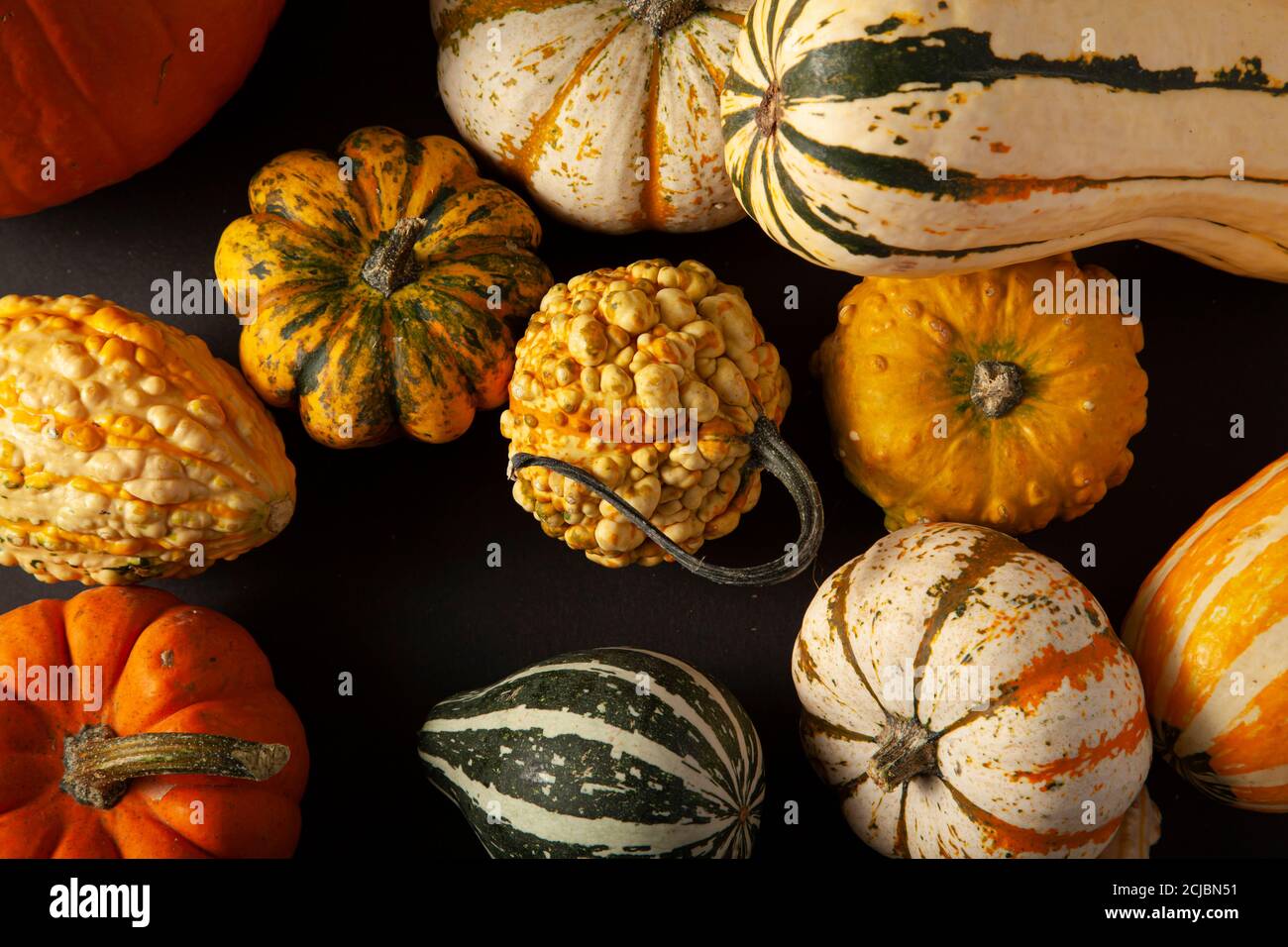 Flach Lay Foto von einer Vielzahl von Kürbissen, Kürbisse und Kürbisse zufällig auf schwarzem Hintergrund verteilt. Ein ideales Bild für Herbsternte, halloween, danke Stockfoto