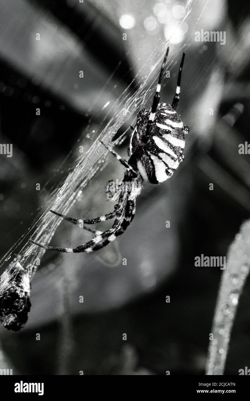 Das dramatische Foto der taubedeckten Wespenspinne (Argiope bruennichi) Warten auf seinem Netz in den Gräsern in der versteckt Suffolk-Fenland Stockfoto