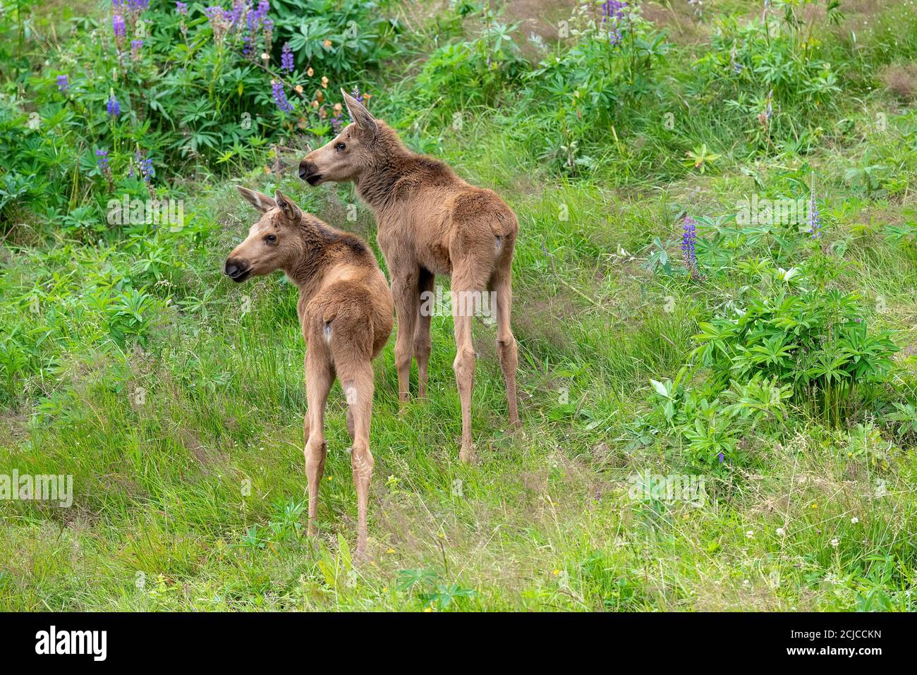 Zwei Elchkälber in der Wildnis Nordnorwegens Stockfoto