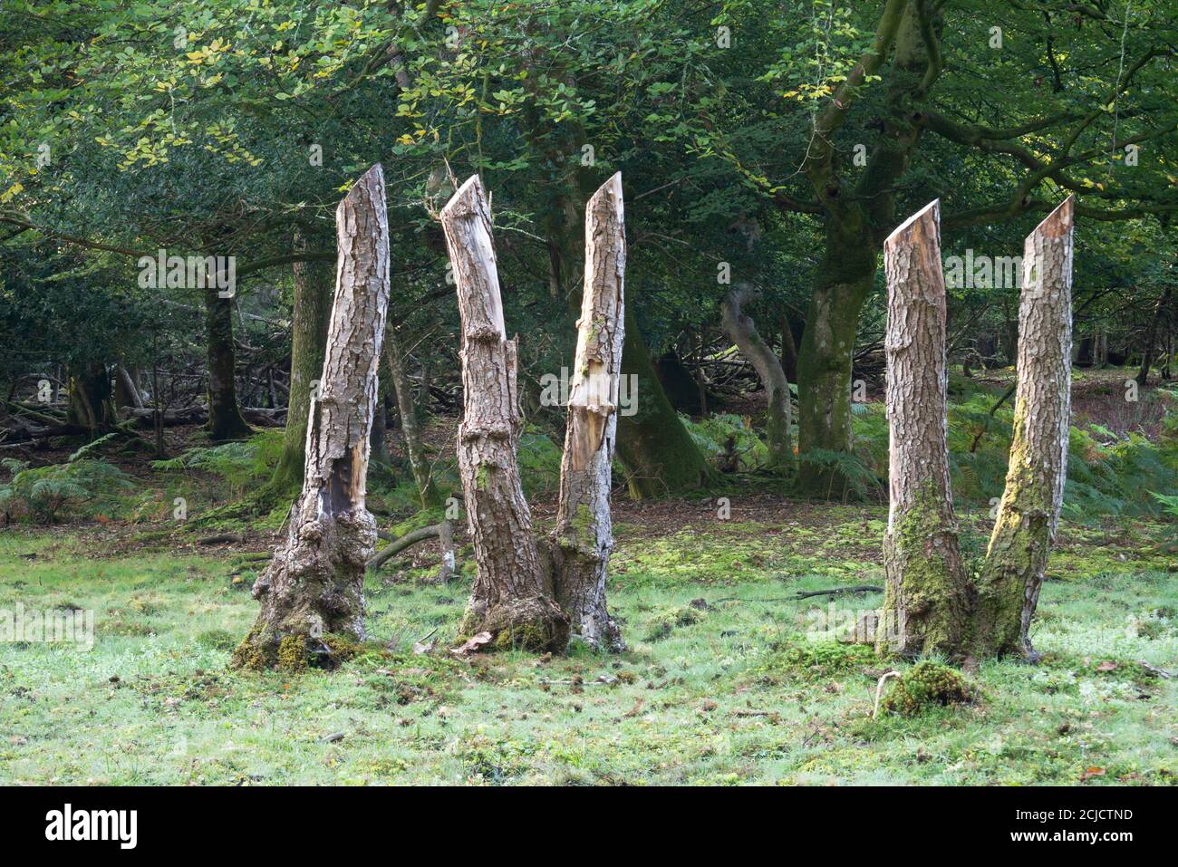 Baumstümpfe mit römischen Ziffern 4 und 5 isoliert. Aufgenommen in Minstead Woods, Lyndhurst, England Stockfoto