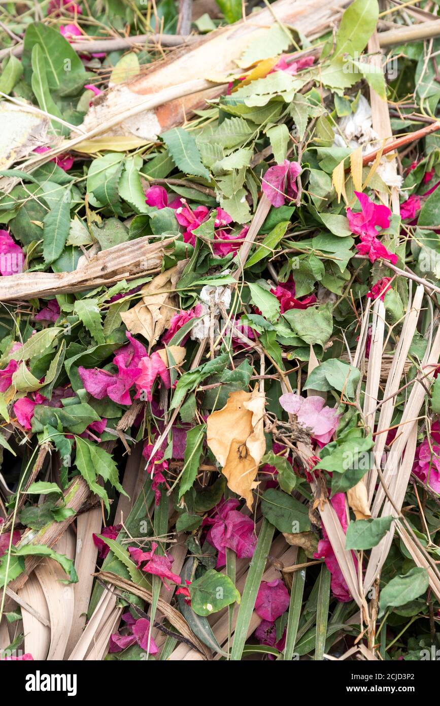 Bougainvillea und Pflanzen Abfälle Stockfoto