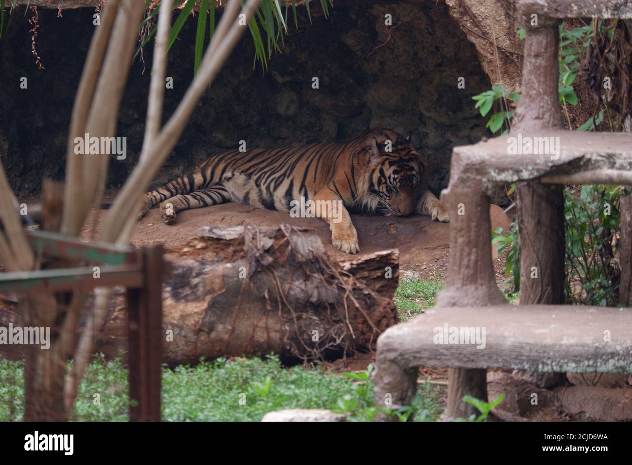 Der Sumatratiger ist eine Population von Panthera tigris sondaica auf der indonesischen Insel Sumatra. Diese Bevölkerung wurde als kritisch Endangere aufgeführt Stockfoto