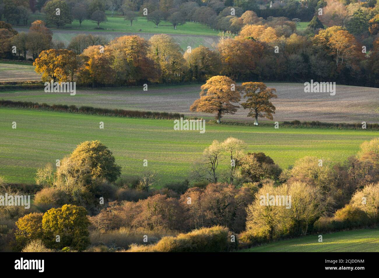 Die letzten Herbstfarben hängen im Cerne Valley, oben Cerne, Dorset, England, UK Stockfoto
