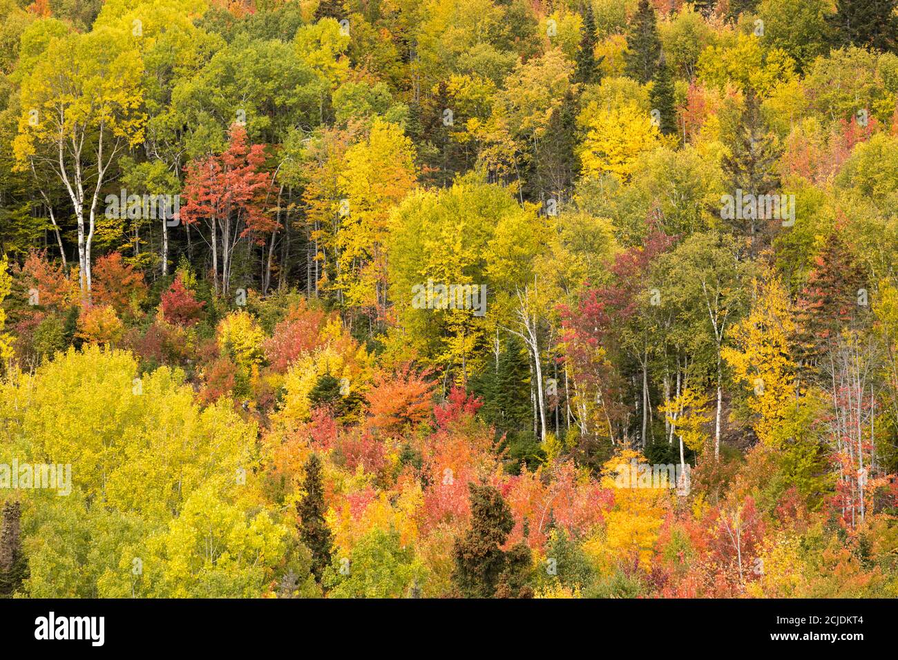 Herbstfarben, Rivière-au-Renard, Gaspésie, Quebec, Kanada Stockfoto