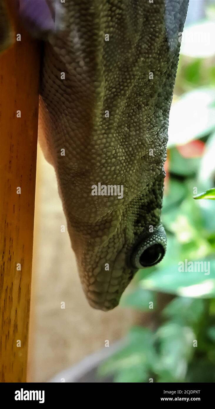 Ein gestreift Tagesgecko klettert kopflang eine Stange hinunter. Stockfoto