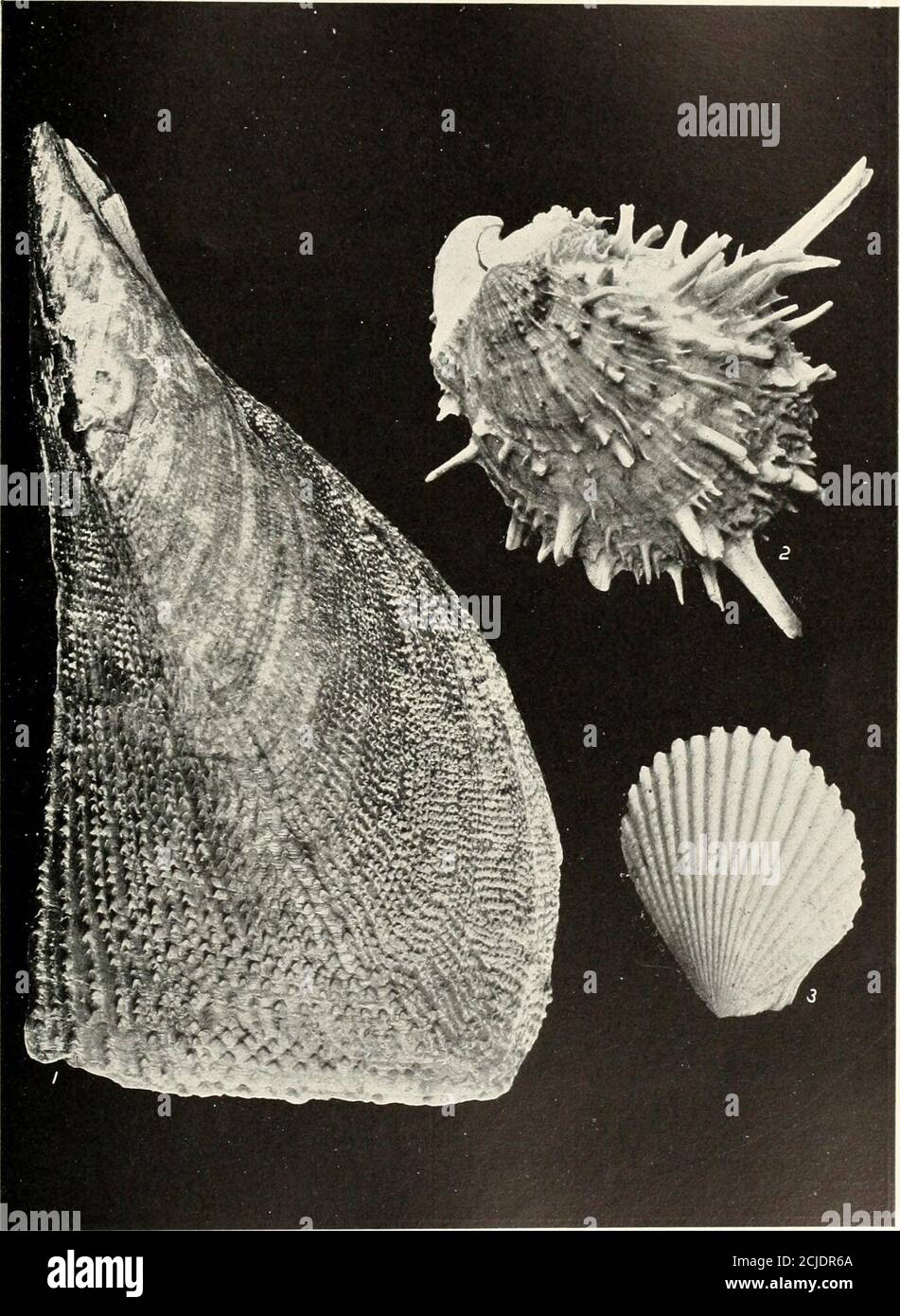 . Das Muschelbuch . hemn.) ist die größte Art, die jetzt lebt. Seine ovalen Ventile sind dünn und flach, die Oberfläche schwach quergestreift. Die Hinterohren sind gut entwickelt; die Vorderohren sind eingezeichnet und bilden einen Teil des anbaggten Bereichs, der am verdickten Rand scharf abgewinkelt ist 409 die Feilschalen des linken Ventils. Durch die Öffnung, die durch diesen Randwinkel gemacht wird, geht der Byssus aus. Länge, 4 bis 5 Zoll. Habitat. – Norwegen. Die Rough Feile Shell (L. scabra, Dillw.) hat ihre geriffelte Oberfläche mit kleinen spitzen Schuppen, und mit einer gelbfarbenen Epidermis bedeckt. Die Schale ist vergleichsweise thi Stockfoto