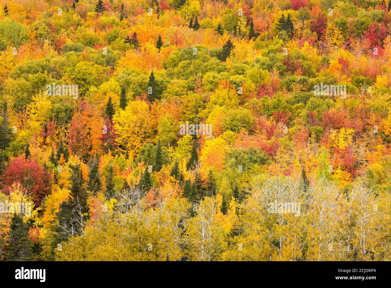 Herbstfarben, Rivière-au-Renard, Gaspésie, Quebec, Kanada Stockfoto