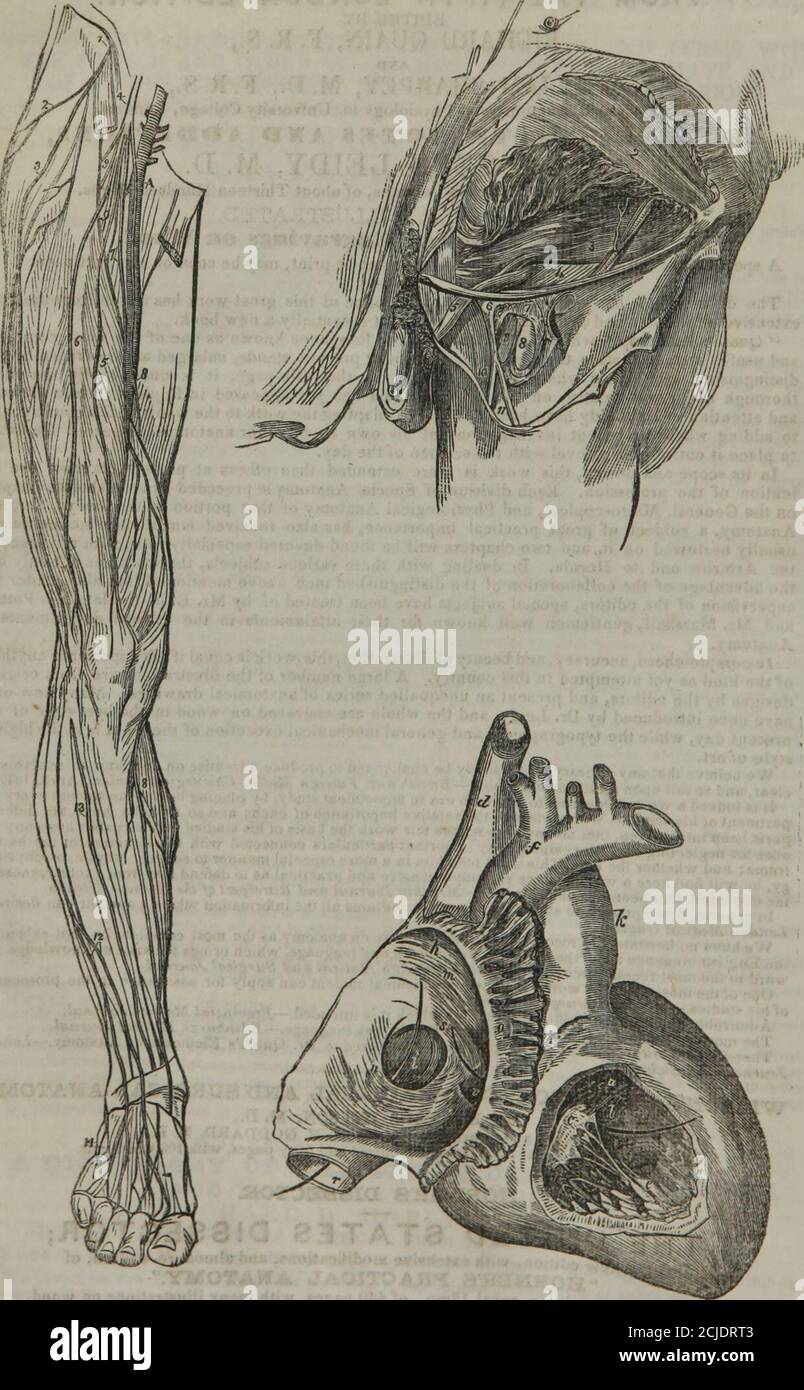 . Über die Krankheiten von Säuglingen und Kindern . Luable Werke, auf die der medizinische Student kann um Unterstützung bei der Fortsetzung seiner Studien beantragen. - Medico-Chirurgical Review. Bewundernswert berechnet, um das Objekt zu erfüllen, für das es beabsichtigt ist. – Provincial Medical Journal. Die vollständigste Abhandlung über Anatomie in der englischen Sprache. - Edinburgh Medical Journal. Es gibt keine Arbeit in der englischen Sprache, die Dr. Quains Elements of Anatomy vorzuziehen ist. - LondonJournal of Medicine. ^^^--- WILSONS DISSEKTOREN; ODER, PRAKTISCHE UND CHIRURGISCHE ANATOMIE. VON ERASMUS WILSON, M. D., modifiziert und neu arrangiert Stockfoto