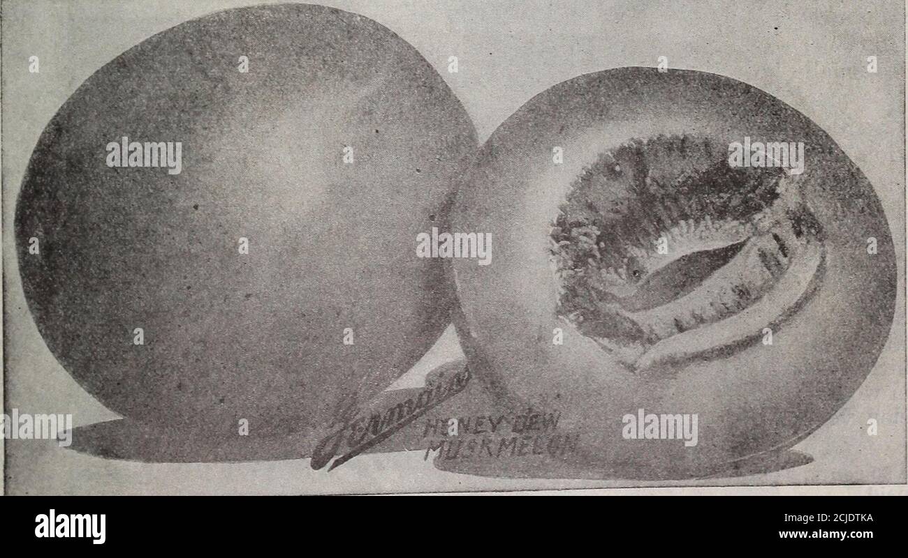 Erstklassige melonen Fotos und Bildmaterial in hoher Auflösung Alamy