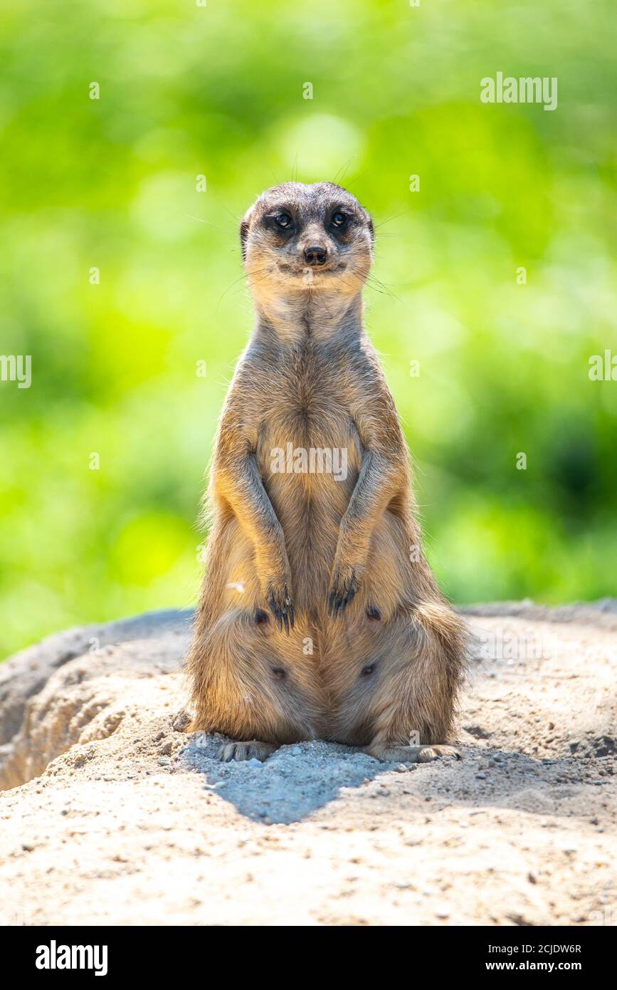 Erdmännchen, Suricata suricatta, sitzend auf dem Felsen. Stockfoto