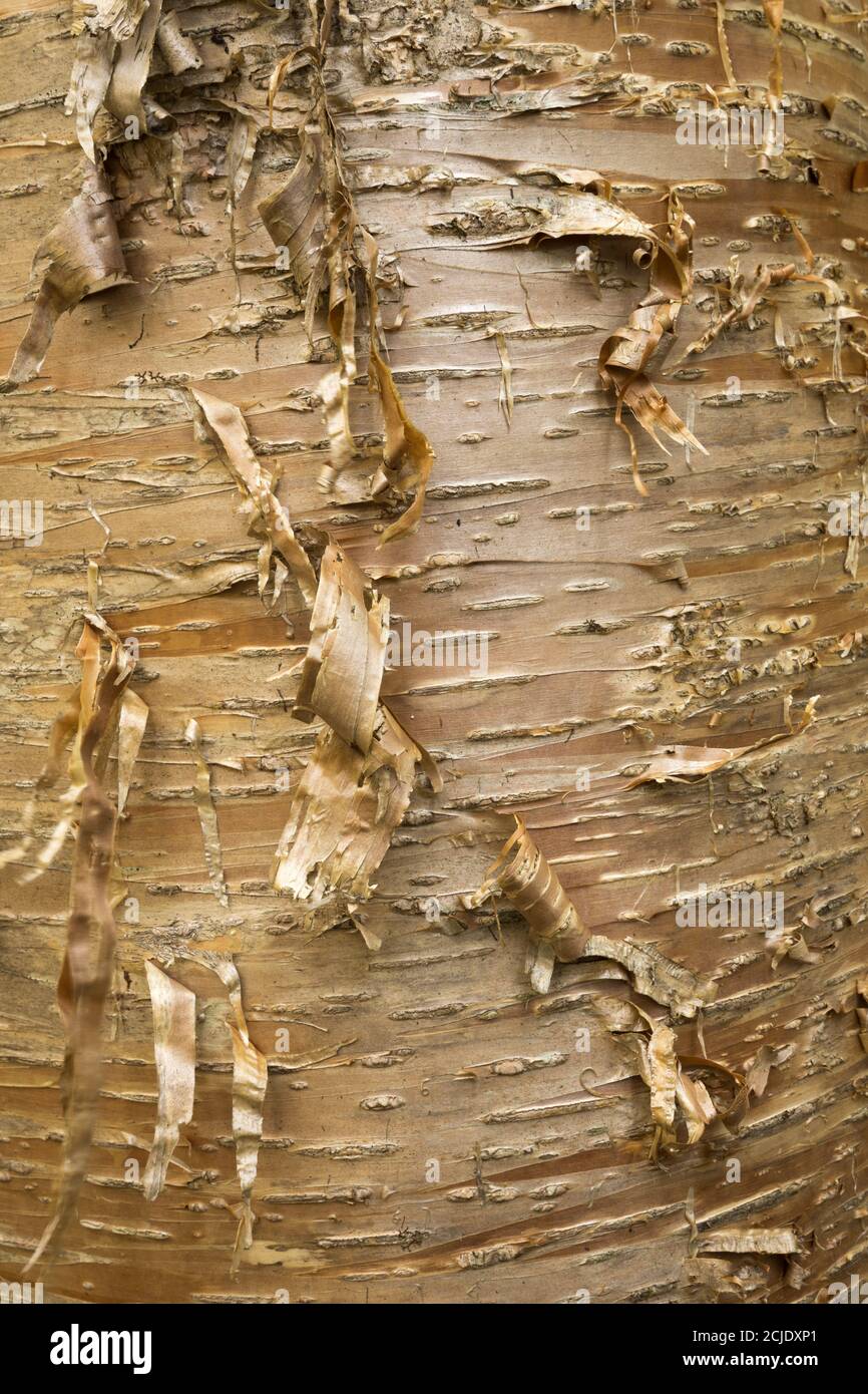 Detail der Rinde einer goldenen Birke, Forillon National Park, Gaspésie, Quebec, Kanada Stockfoto