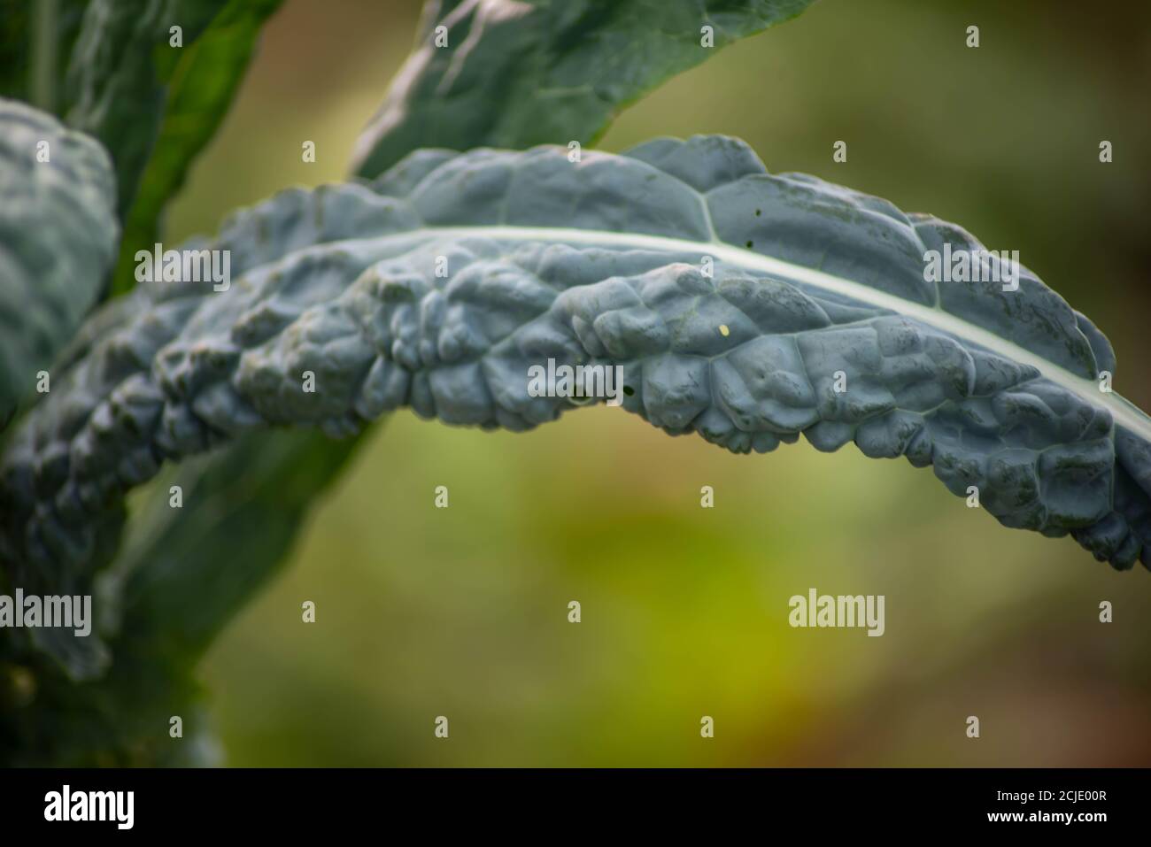 Schöne blau-grüne Farbe und defokussed Bokeh Hintergrund. Aufgenommen in goldener Sonneneinstrahlung mit Kopierraum. Stockfoto