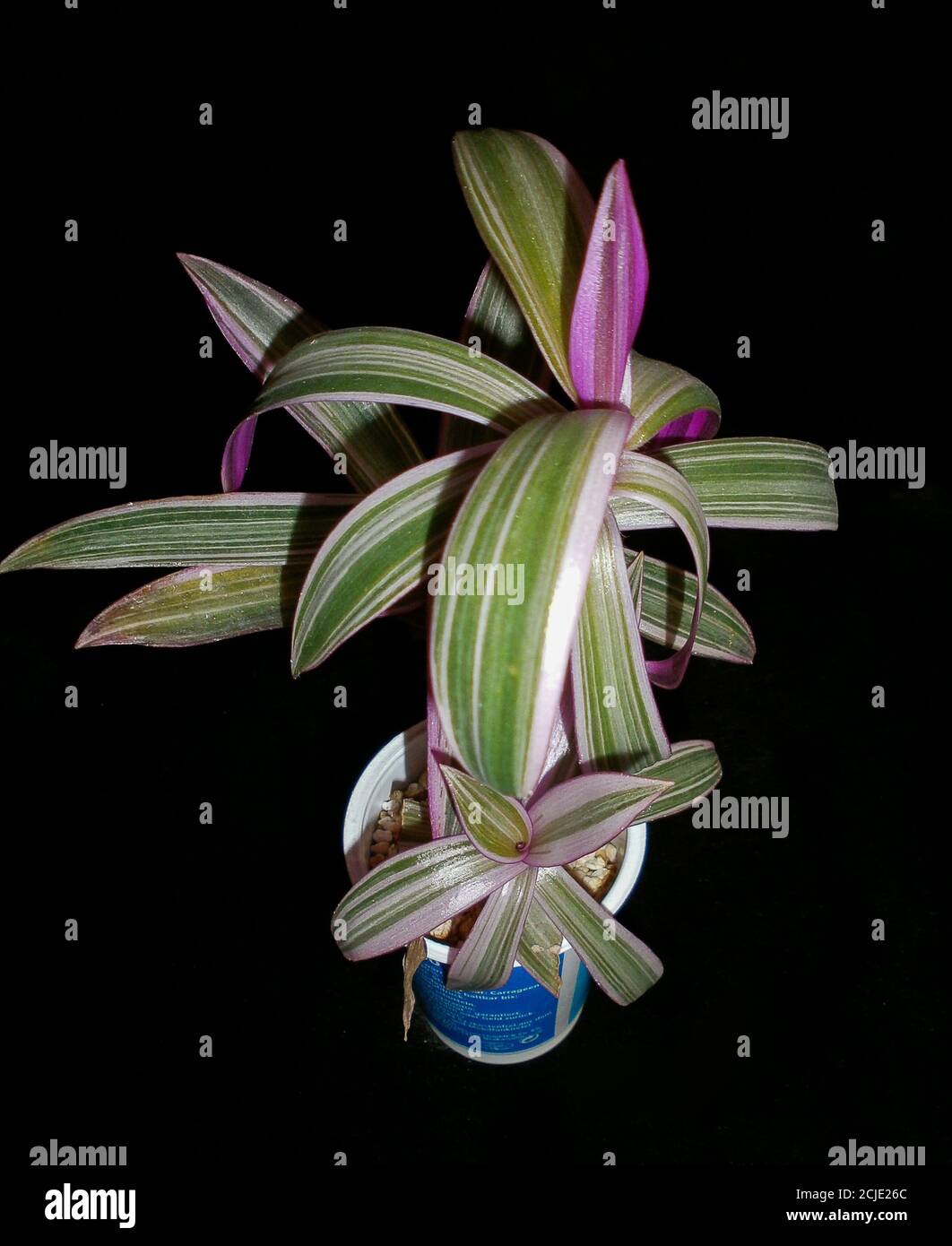 Tradescantia fluminesis Fotos und Bildmaterial in hoher Auflösung Alamy