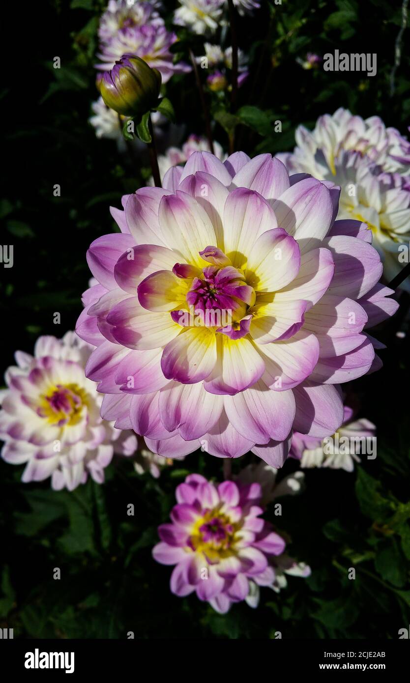 Die Sandia Melody Seerose Dahlia hat große, weiß violette Blüten. Stockfoto