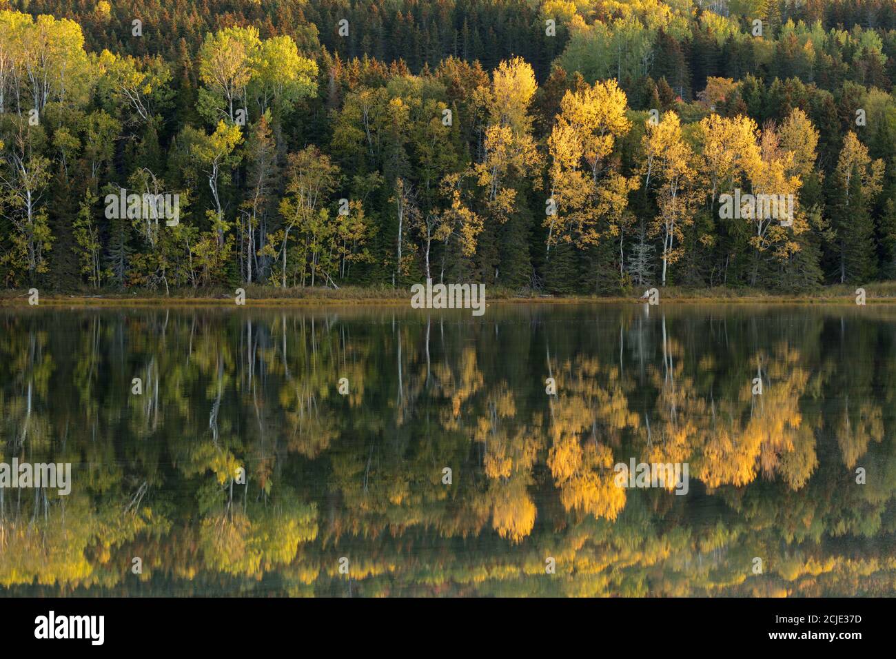 Reflexionen im Salzmarsch von Penouille im Morgengrauen, Forillon National Park, Gaspésie, Quebec, Kanada Stockfoto