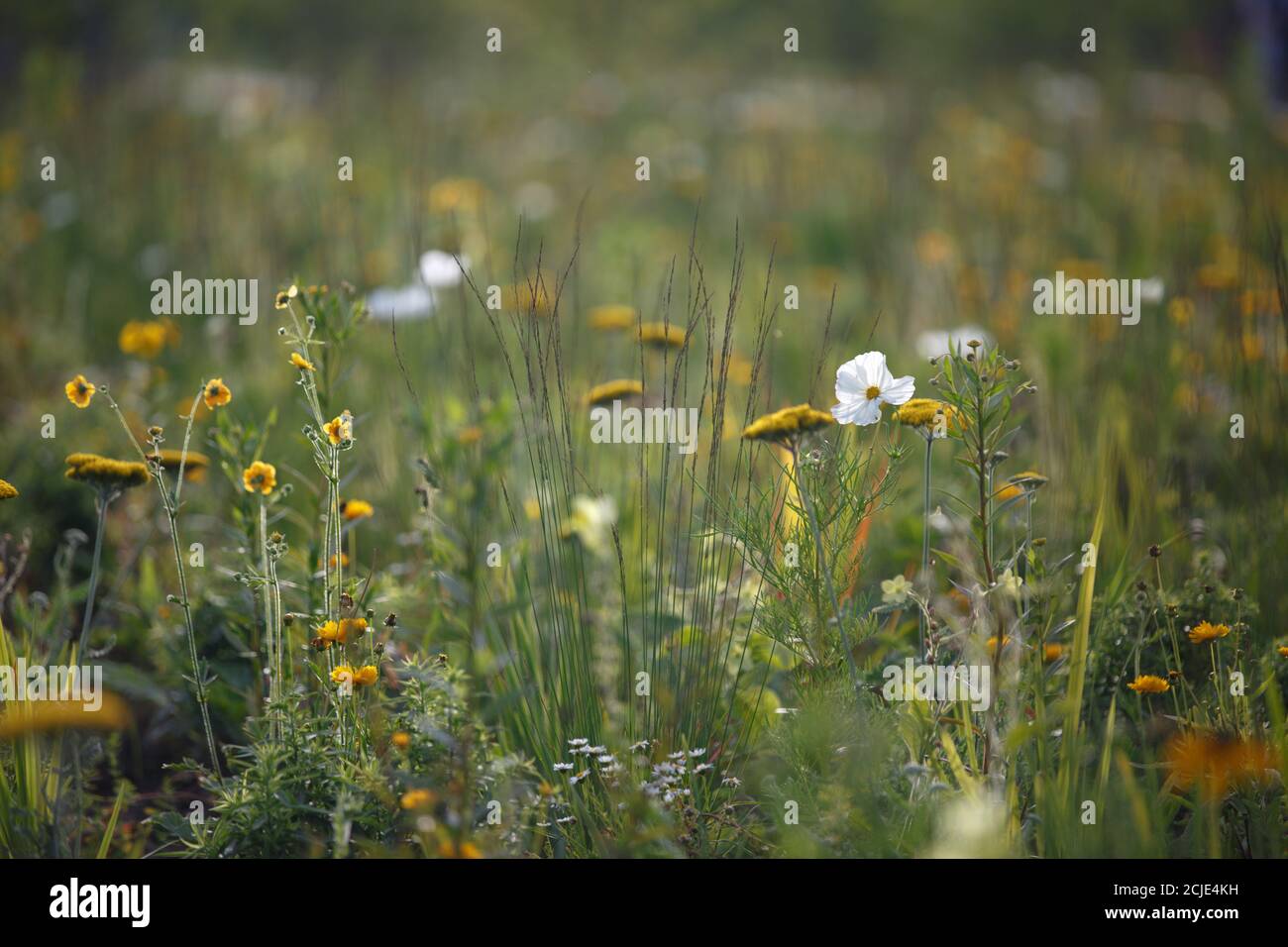 Gelbe und weiße Herbstwildblumen. Wilde Blumen und verschiedene grüne Gräser. Natürlicher Hintergrund. Schönes, weiches Licht Stockfoto