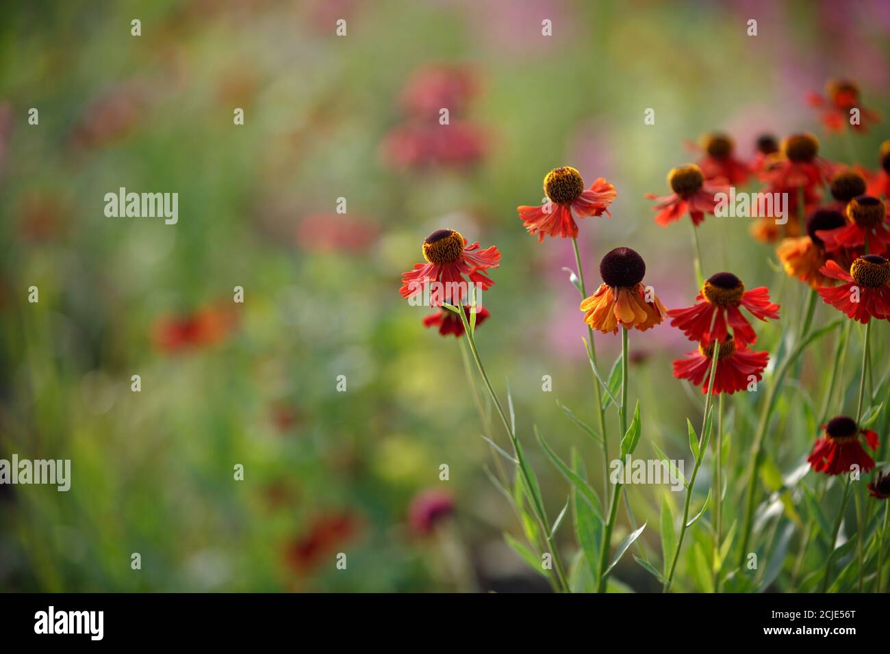 Rote Helenium-Hybride Blumen auf einem grünen unscharfen natürlichen Hintergrund Stockfoto