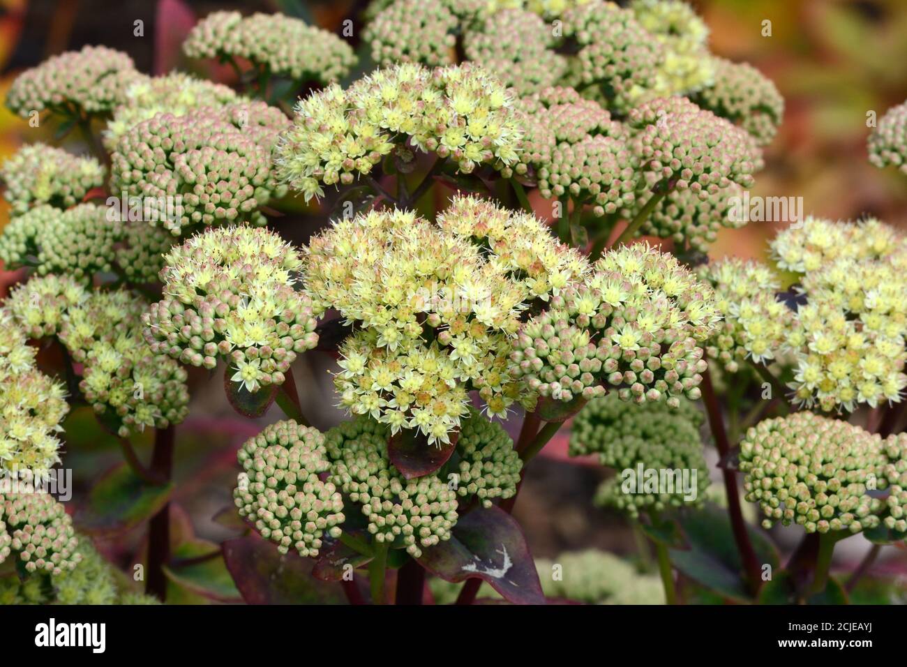 Sedum Schmorblumen vom Berg Rhabarber Stockfoto