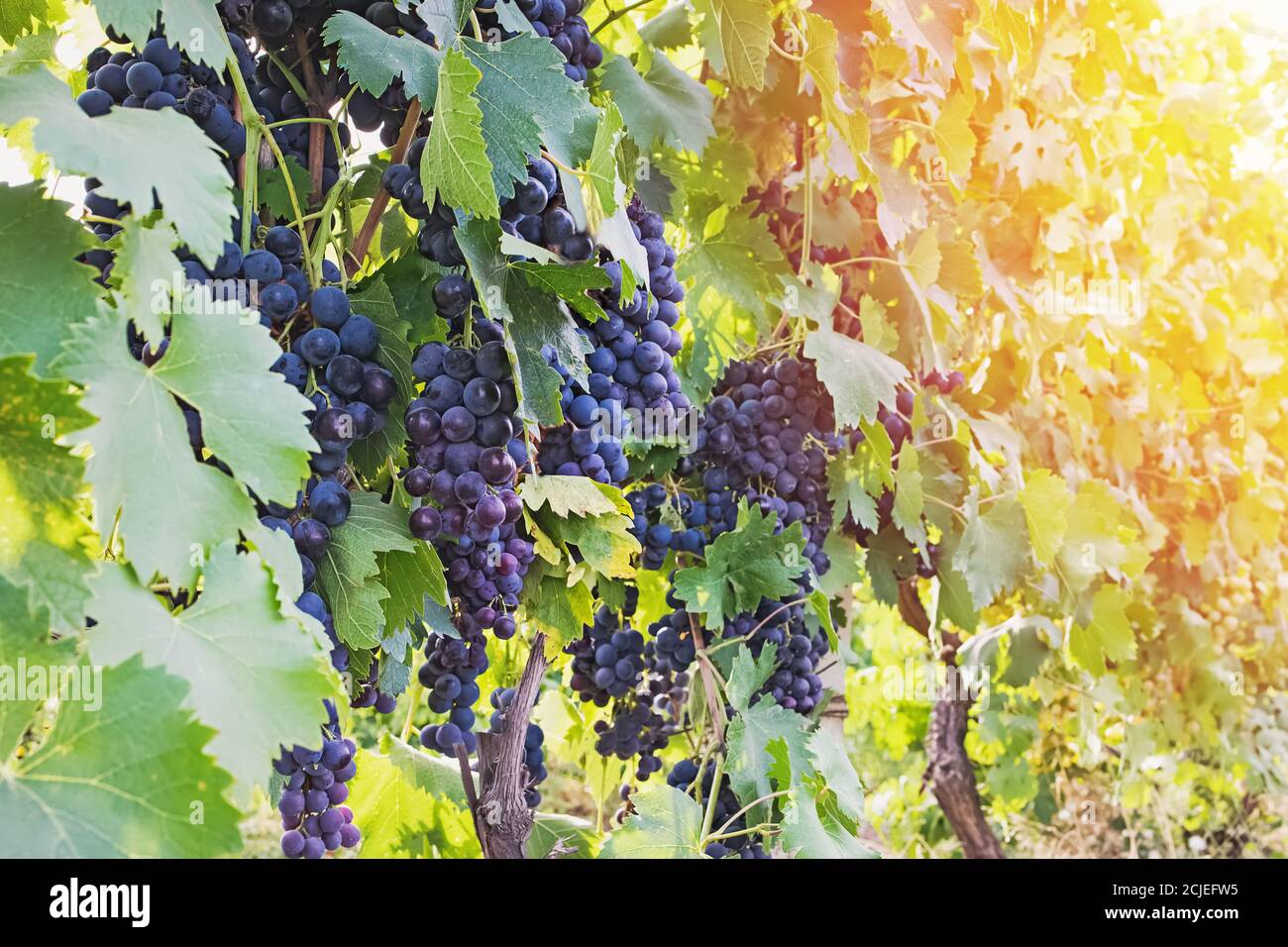 Nahaufnahme der blauen Trauben auf der Weinrebe im Weinberg. Stockfoto