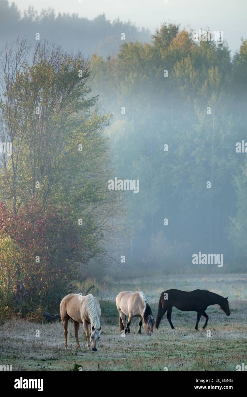 Pferde im Nebel an einem Herbstmorgen in Sainte-Cécile-de-Masham, Quebec, Kanada Stockfoto
