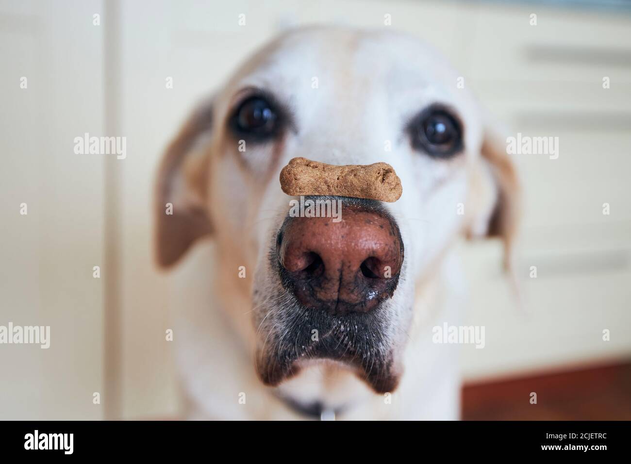 Nahaufnahme eines lustigen Hundes. Labrador Retriever balanciert Keks mit Knochenform auf seiner Schnauze. Stockfoto