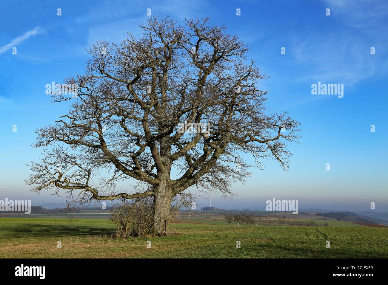 Schöne Szene von einem einsamen Baum in einem ländlichen Feld Stockfoto