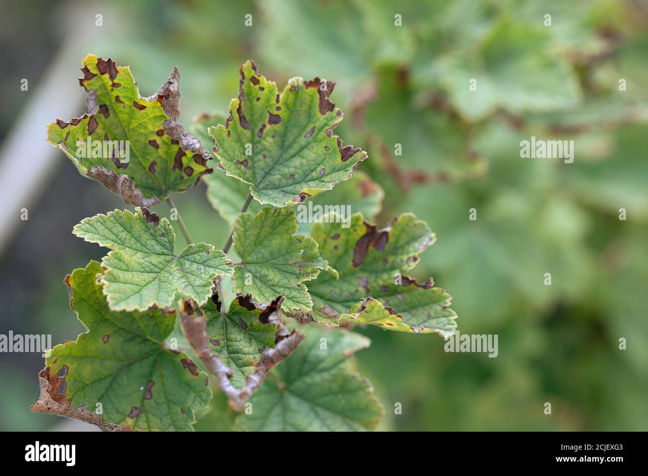 Schwarze Johannisbeere Blätter mit braunen Flecken durch Pilzkrankheit Anthracnose betroffen Stockfoto