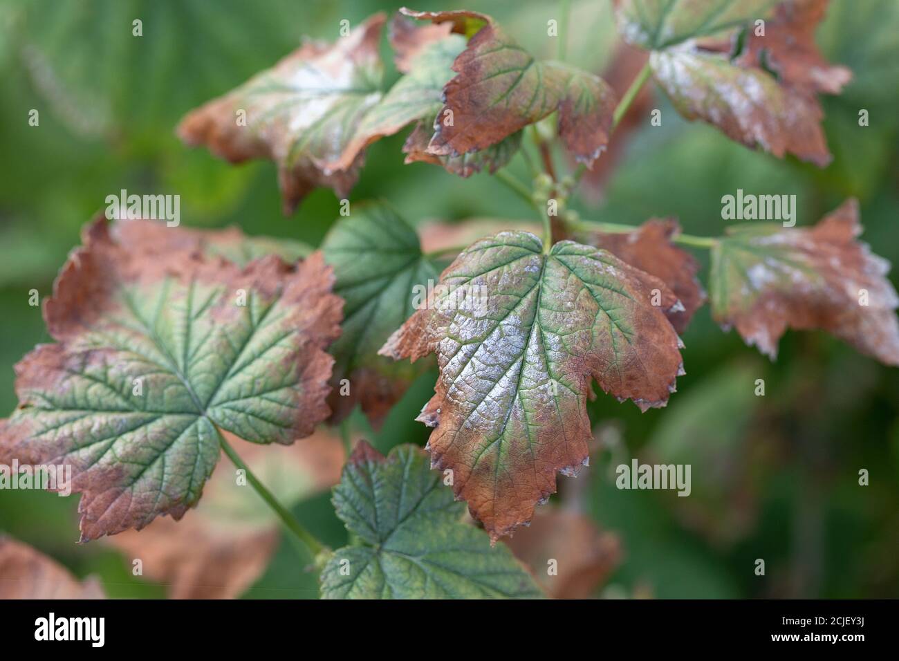 Schwarze Johannisbeere Wilde Krankheit wird durch Pilze der Gattung Fusarium oder Verticillium verursacht. Stockfoto