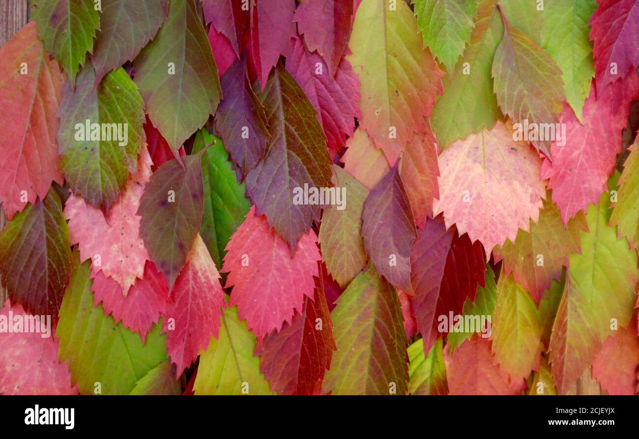 Herbsthintergrund aus bunten Blättern. Vollformat- und Kopierbereich. Stockfoto
