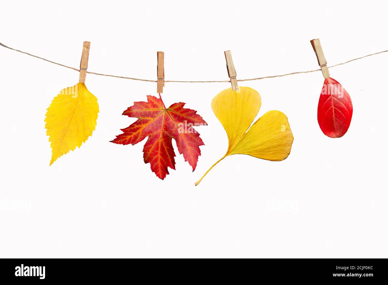 Vier Herbstblätter hängen an einem Seil, isoliert auf weißem Hintergrund Stockfoto