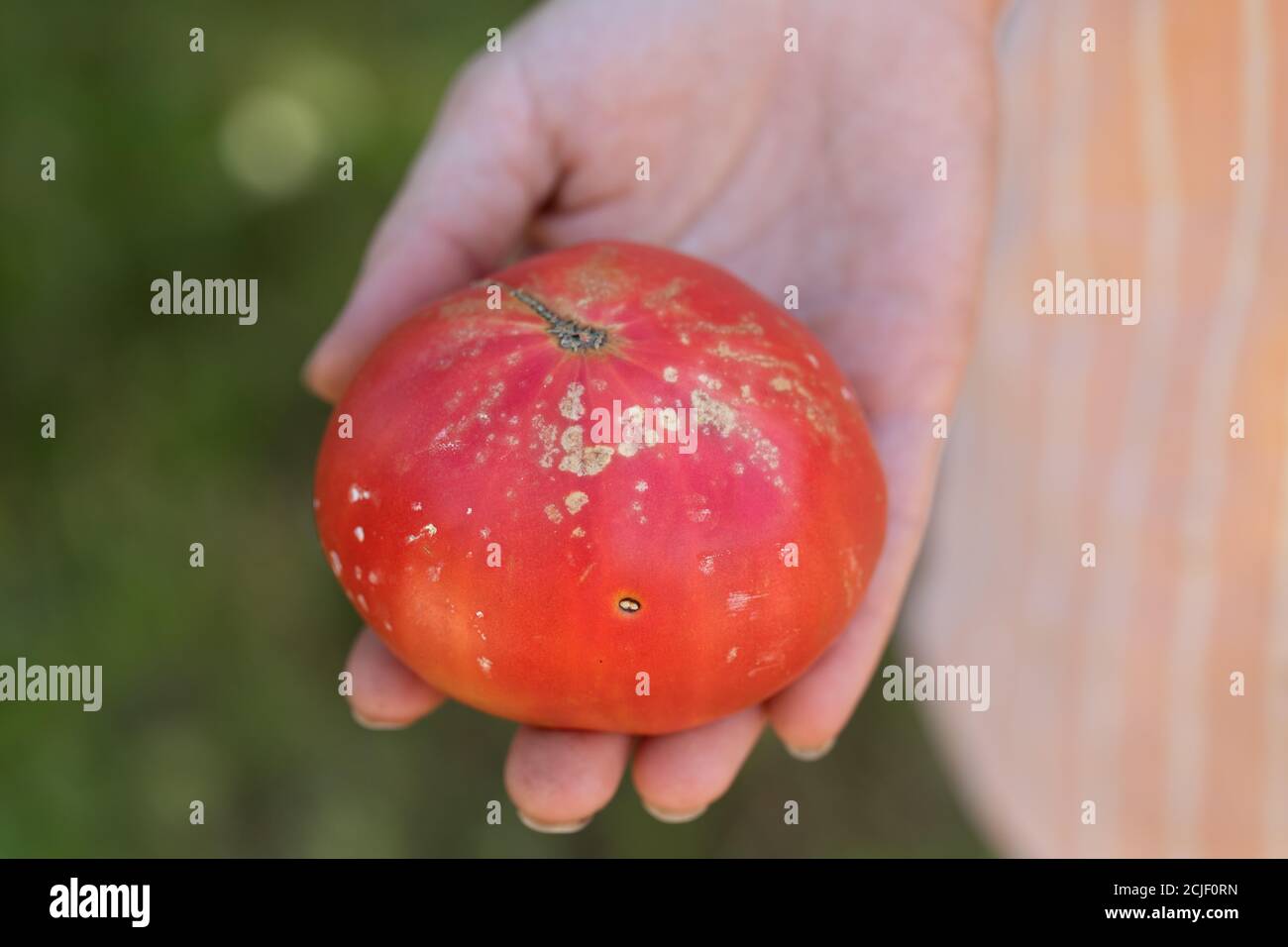 Gelbe, weiße Flecken auf Tomatenfrüchten sind Zeichen von bakteriellem Krebs der Pflanze Stockfoto
