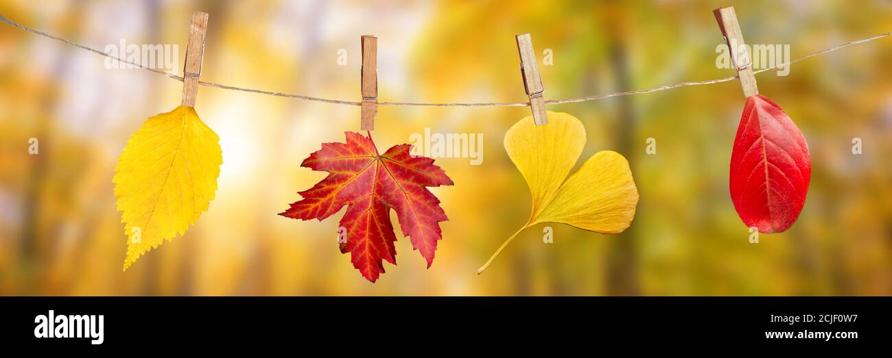 Vier Herbstblätter hängen auf Wäscheklammern an einem Seil, fallen Wälder paoramic Hintergrund Stockfoto