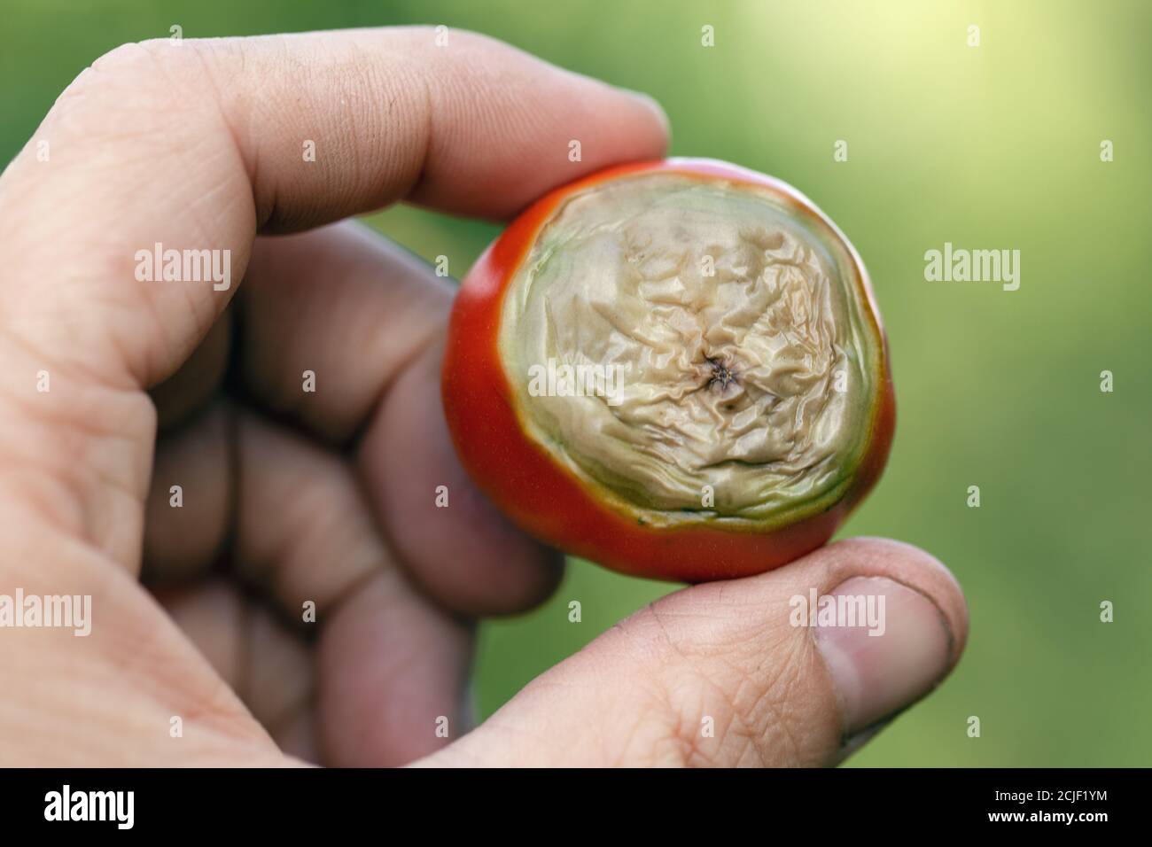 vertex Fäule in Tomatenfrüchten entwickelt sich, wenn es Mangel an Kalzium und unzureichende Bewässerung der Pflanzen. Stockfoto