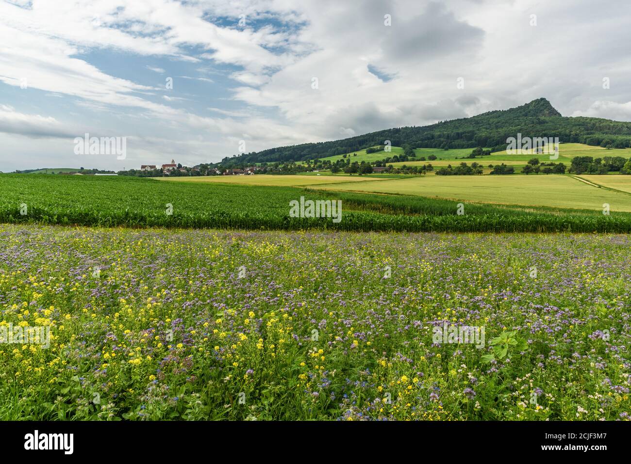 Blick über eine Blumenwiese auf die Stadt Weiterdingen in Hegau und den Vulkanberg Hohenstoffeln, Baden-Württemberg, Deutschland Stockfoto