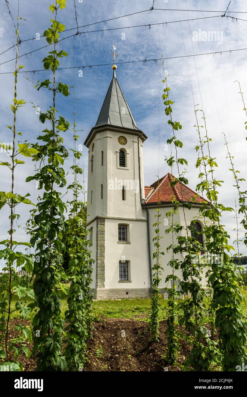 Kapelle mit Hopfenfeld, Kressbronn, Bodensee, Baden-Württemberg, Deutschland Stockfoto