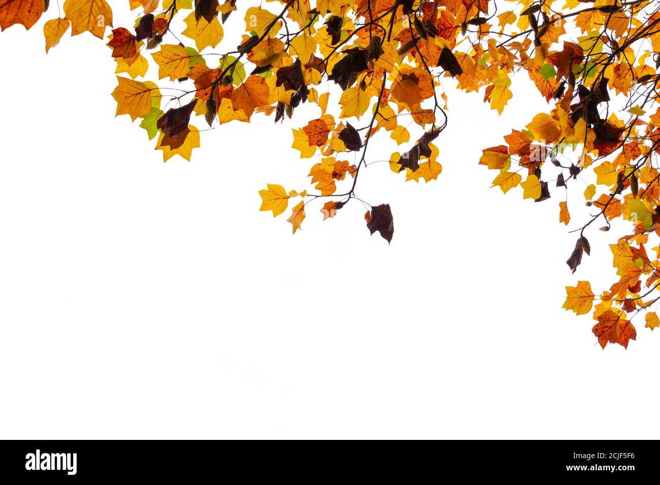 Bunte Herbstblätter auf Weiß mit Kopierraum. Baum und Äste im Herbst Hintergrund. Stockfoto