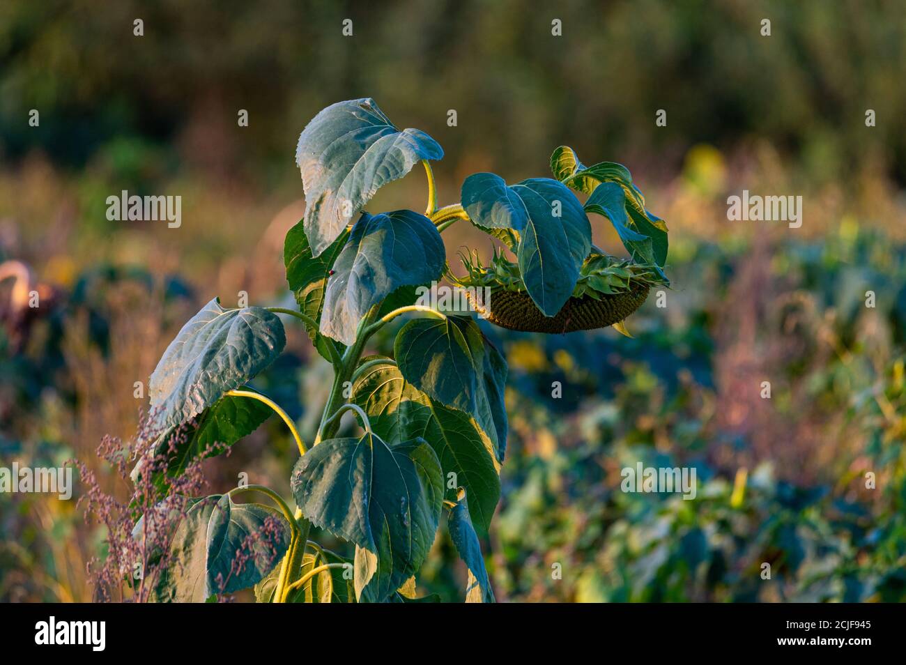Sonnenblumen sind nicht mehr schön und gesund von allen Warmes Wetter ohne Regen Stockfoto
