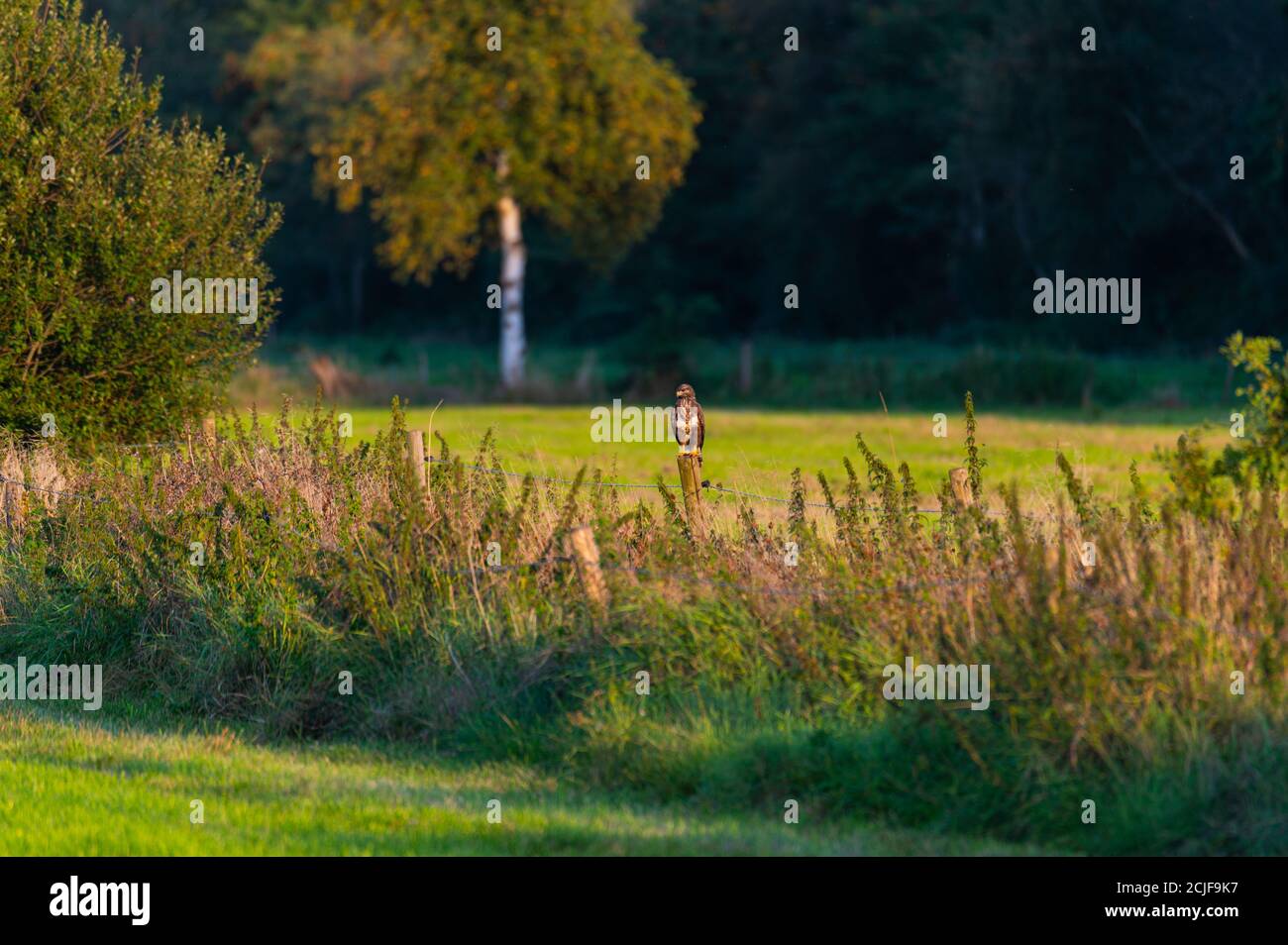 Ein Falke steht auf einem kleinen Zaun zwischen zwei Feldern Und sucht nach Nahrung, um zu jagen Stockfoto