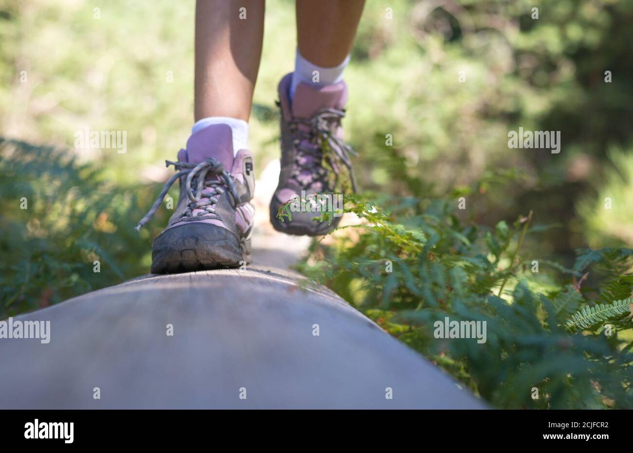 Nahaufnahme der Füße eines Mädchens in Wanderschuhen, die auf einem umgestürzten Baumstamm spazieren und balancieren. Outdoor-Aktivitäten im Wald. Blick von vorne. Stockfoto