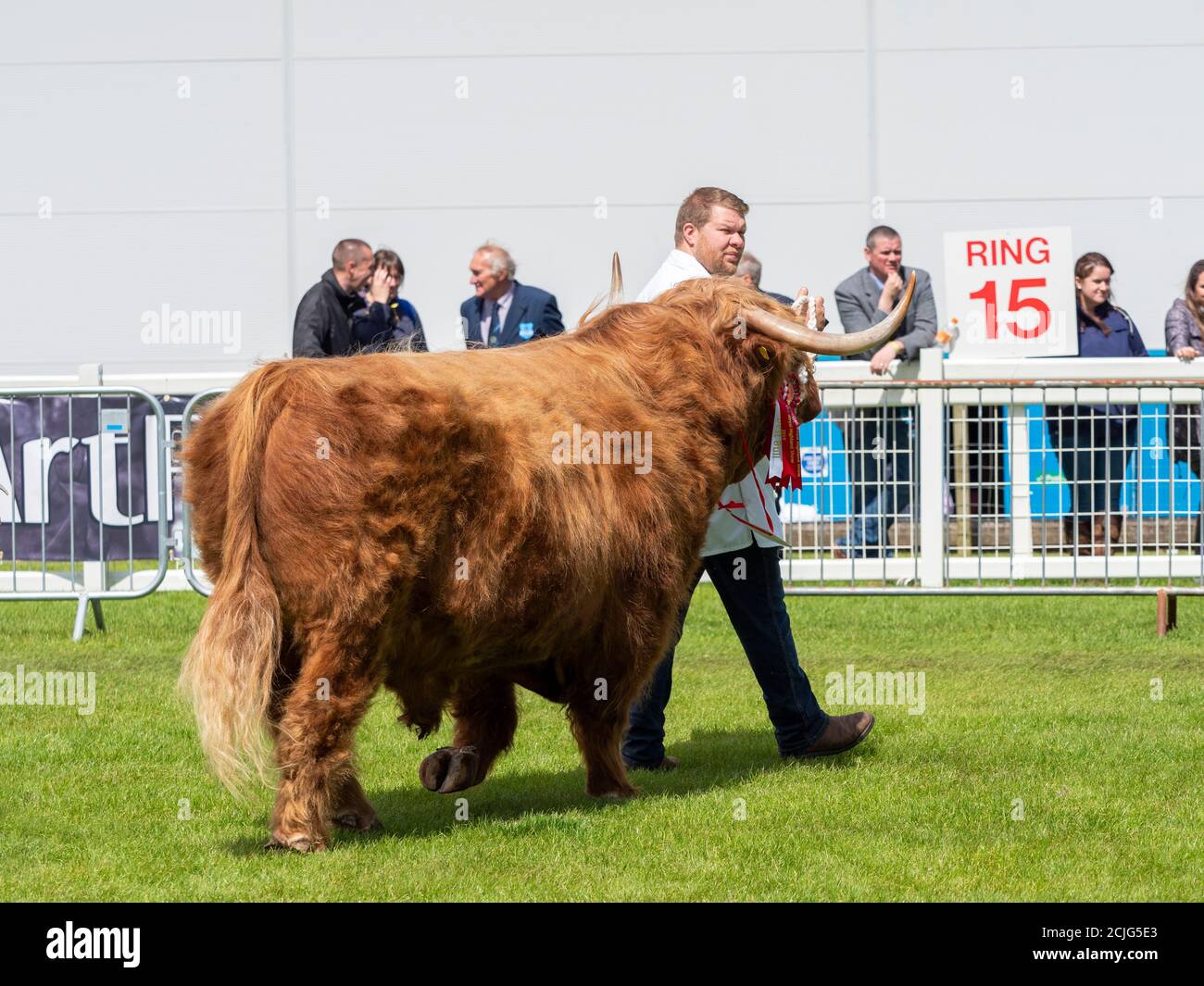 Highland Cattle Bull in Show Ring Stockfoto