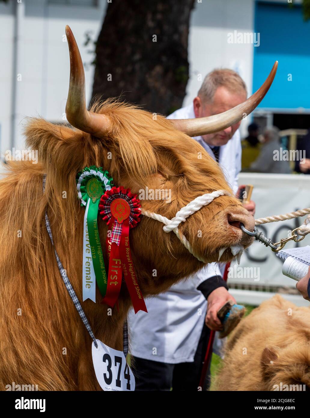 Highland Cow and Calf auf der Show Stockfoto