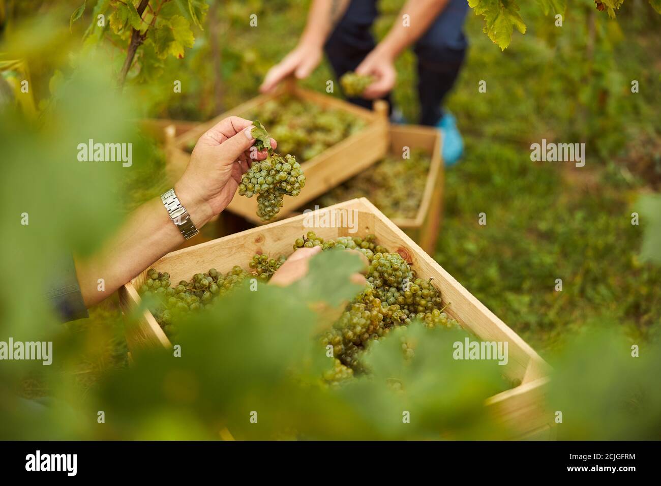 Erntemaschinen lagern Traubenhaufen in Holzkisten Stockfoto