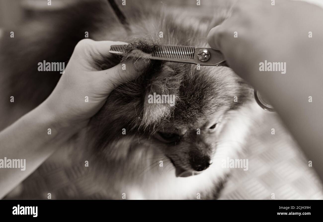 Haarschnitt von pommerschen Hund in Pflegesalon. Stockfoto